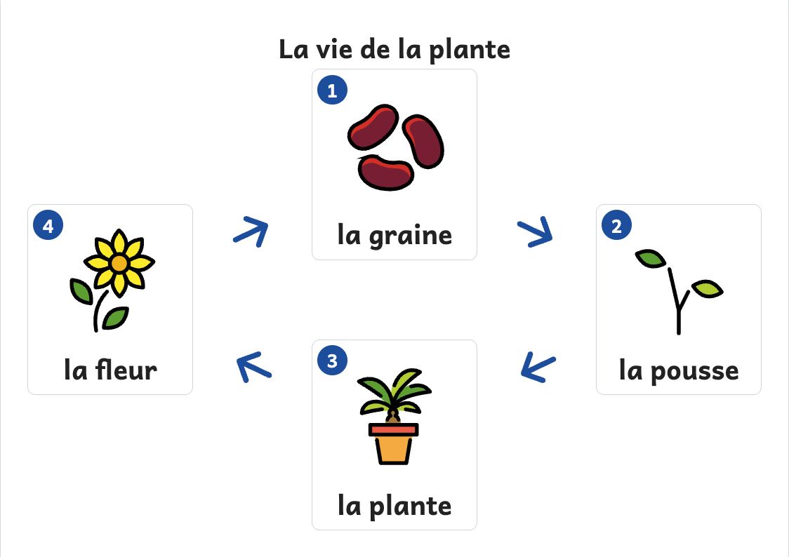 Aperçu, page 1 : Affiche du cycle de vie de la plante : graine, pousse, plante, fleur