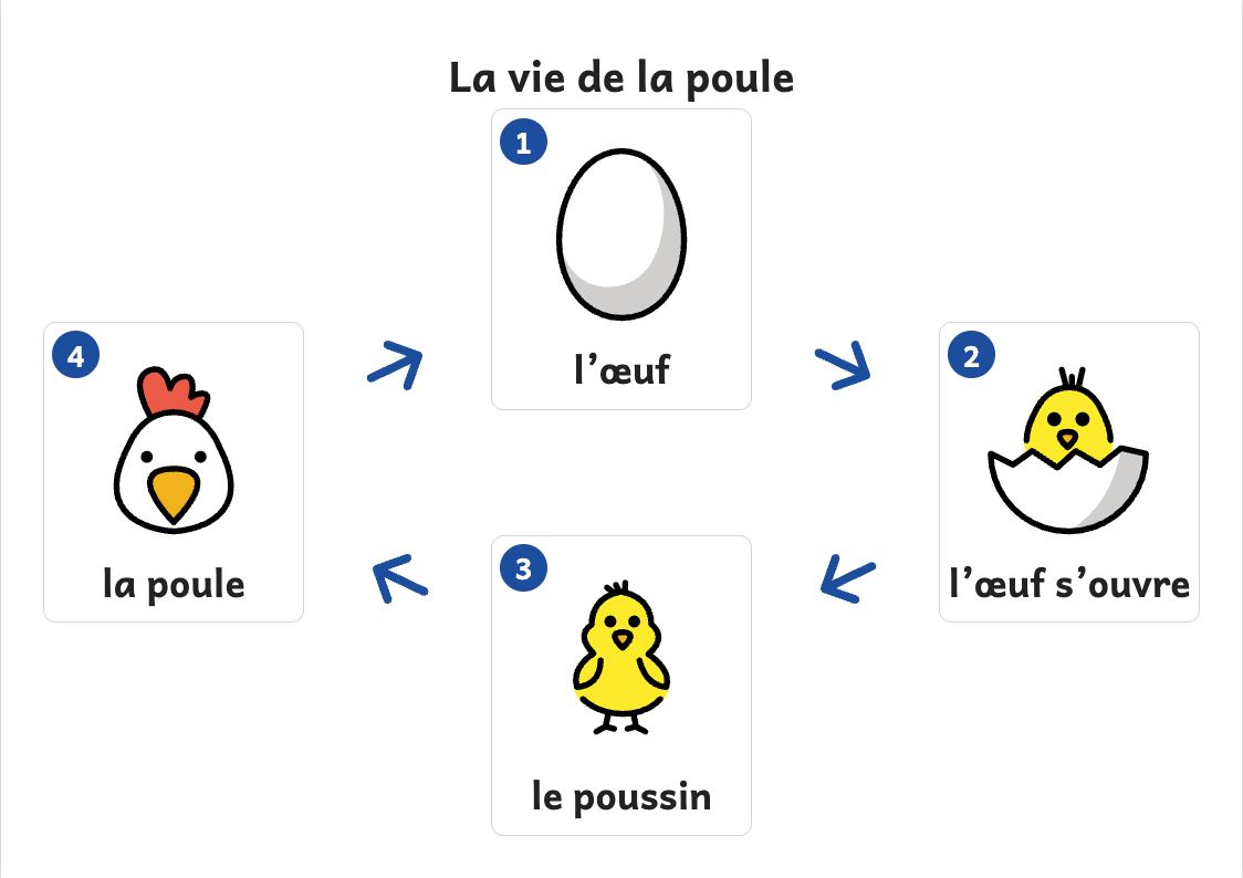 Aperçu, page 1 : Affiche du cycle de vie de la poule : œuf, poussin, poule